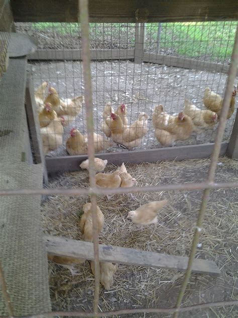 Actually Our Chick Nursery Backyard Chickens Learn How To Raise