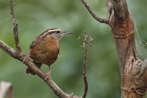 Carolina Wren From La Turbina Sabinas Hidalgo N L M Xico On