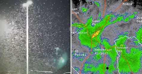 Las Vegas Grasshopper Invasion Is So Big You Can See It On Weather Radar Stories