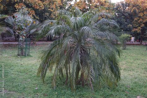 Dwarf Date Palm Pygmy Date Palm Miniature Date Palm Or Robellini Palm