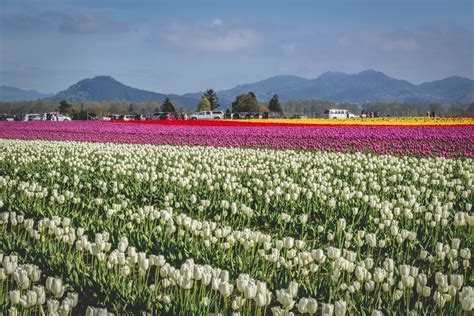 The Skagit Valley Tulip Festival Mount Vernon Washington