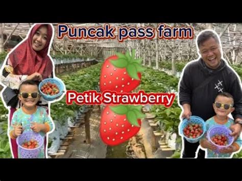 Petik Strawberry Puncak Pass Farm Keseruan Gavin Ke Puncak