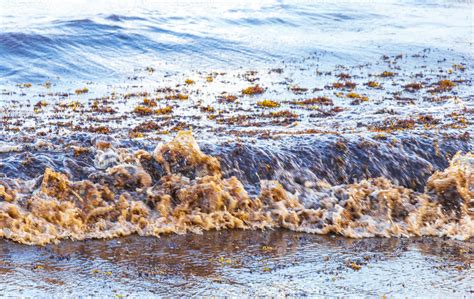 Gua De Praia Muito Nojenta Algas Vermelhas Sargazo Caribe M Xico