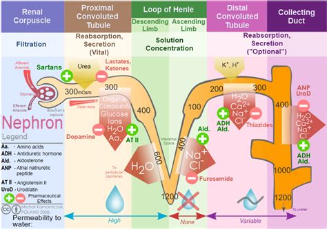 Diuretics Physiopedia