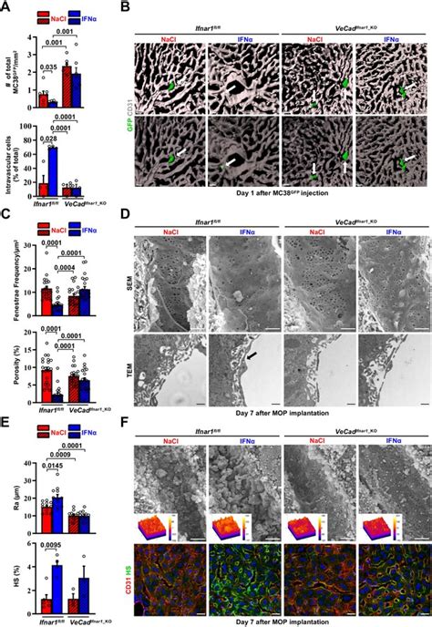 Continuous Sensing Of Ifn By Hepatic Endothelial Cells Shapes A