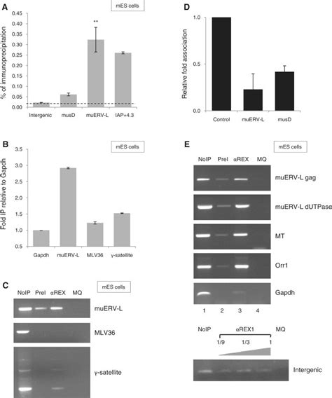 Rex1 Binds Reerv Elements In Es Cells A Rex1 Association To Re In