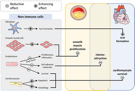 Frontiers Modulation Of Mtor Signaling In Cardiovascular Disease To