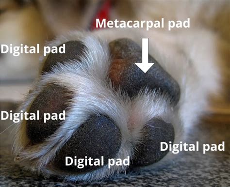 Discovering The Anatomy of Dog Paws - Dog Discoveries