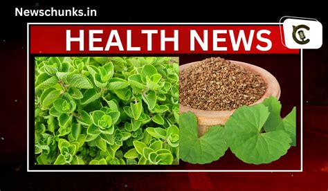 Ajwain Patte Ke Fayde अजवाइन की पत्तियां में है कई बीमारियों के इलाज