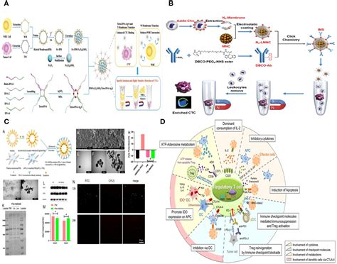 Frontiers Research Progress Of Cell Membrane Biomimetic Nanoparticles