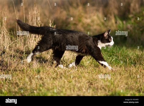 Tuxedo Cat Hi Res Stock Photography And Images Alamy