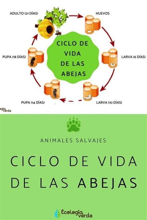 El Ciclo De Vida De Las Abejas Fases Y Esquema Clases De Abejas