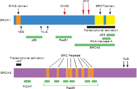 Figure From Role Of Brca And Brca Genes In Cellular Metabolism And