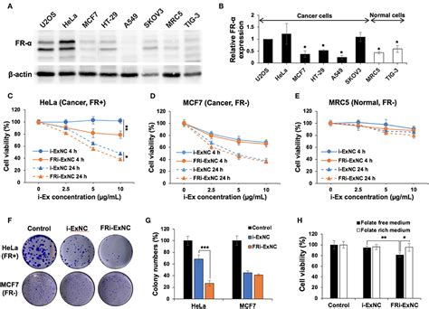 Frontiers Folic Acid Receptor Mediated Targeting Enhances The