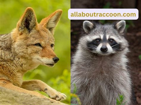 Raccoons Predators Archives All About Raccoon