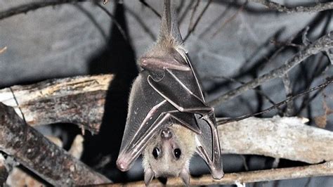 Ukraine War Russian Shelling Is Taking A Deadly Toll On Urban Bats