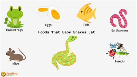 What All Do Snakes Eat? - Pet Food Guide