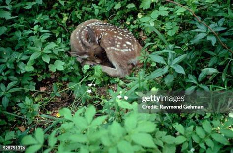 Sleeping Fawn Photos And Premium High Res Pictures Getty Images