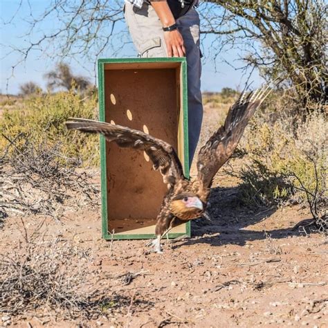 Liberaron Casi Aves De Distintas Especies Que Hab An Sido