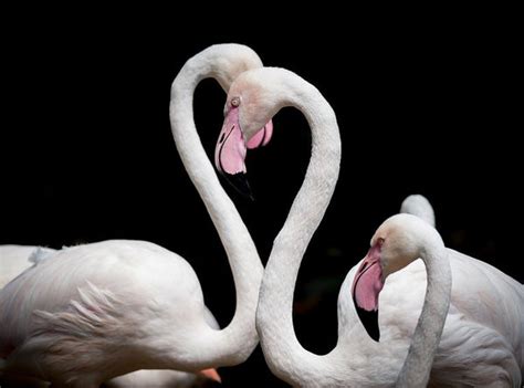 Pourquoi Les Flamants Roses Sont Roses Royaume Flamant Rose