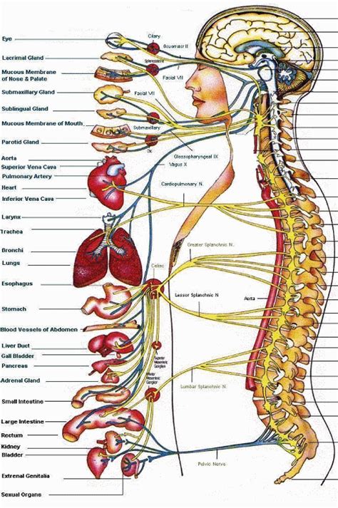 Nerve Chart Of The Spine