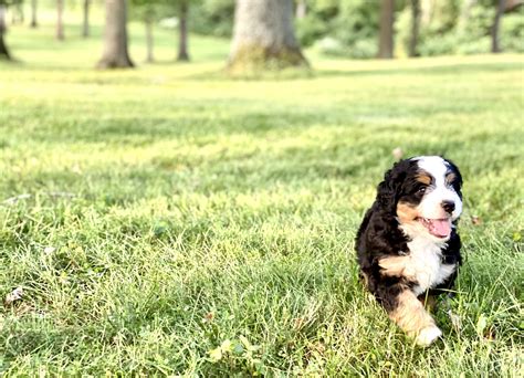 Mini Bernedoodle Puppies Triple C Acres