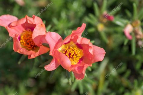 Portulaca Grandiflora Musgo Rosa Planta Con Flores Rosa P Lido Color