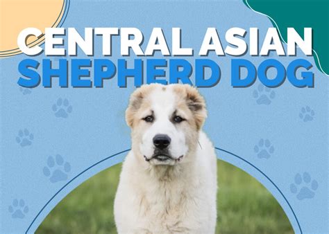 Central Asian Shepherd Dog Breed: Info, Pictures, Traits & Facts | Hepper