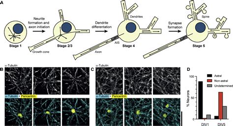 Building The Neuronal Microtubule Cytoskeleton Neuron