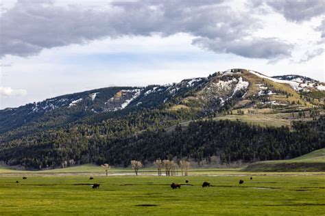 Yellowstone Wildlife Tours Of Lamar Valley