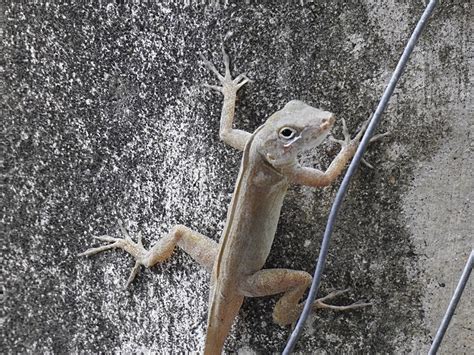 Crested Anole From Parque Central San Juan Puerto Rico US On June 29