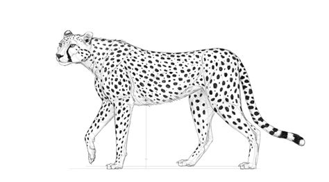 How To Draw A Cheetah