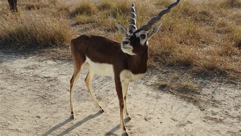 The Blackbuck Antelope | Critter Science