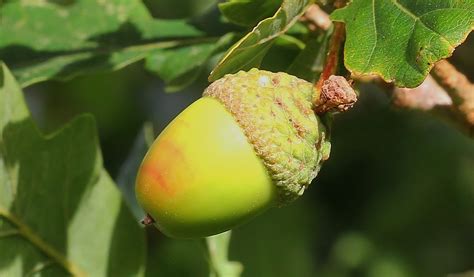 Seed S And Leaves The Northern Red Oak Tree