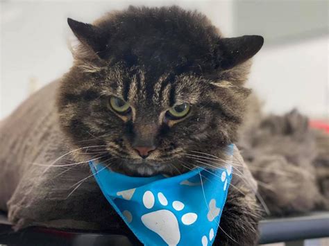 Fidèle aux pattes Toiletteur pour chat à Joliette