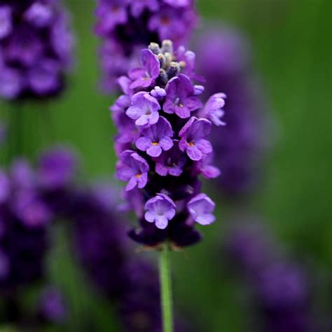 Buy Lavender Lavandula Angustifolia Imperial Gem £799 Delivery By Crocus