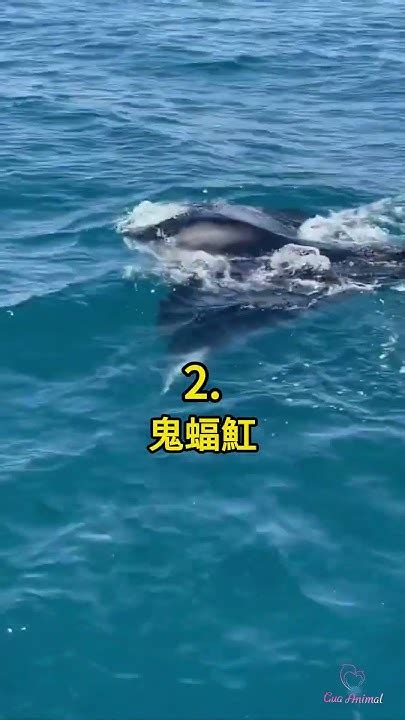 五種 索羅門群島的動物🤯 科普 知識 動物 Tiktokanimals Youtube