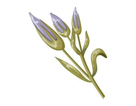 Buds de crocus púrpura con pétalos en un tallo con hojas verdes vector