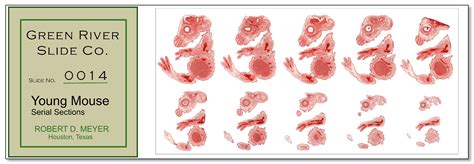 Microscope Slide Art - Meyer Instruments