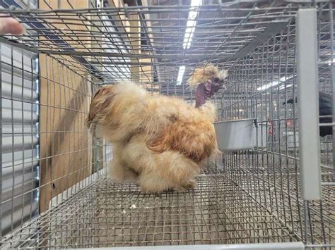 Buff Naked Neck Silkie Rooster Arnold Schwarzenegger Rogers