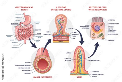 Small intestine with scientific gastrointestinal tract structure ...