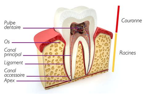 Anatomie De La Dent Mieux Connaître L’anatomie Dentaire Dr Chenu