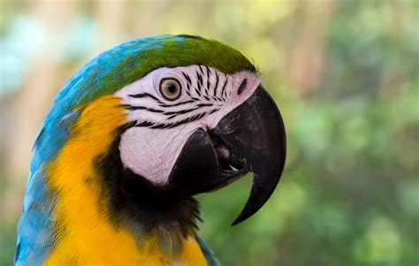 Blue and Yellow Macaw Parrot - Facts | Diet | Habitat - Bird Baron