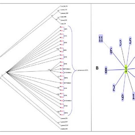 A Bayesian Phylogenetic Tree Inferred Using The Concatenated Sequences