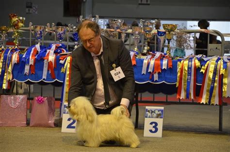 Accueil Elevage Du Domaine De Bri Re Eleveur De Chiens Bichon Havanais