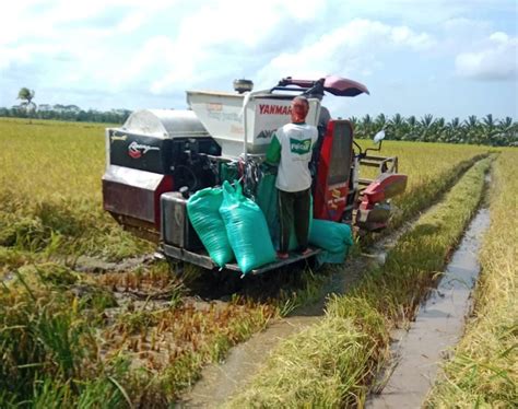 Jatim Dan Jateng Masuk Panen Raya Bersiap Jaga Harga Dan Serap Gabah