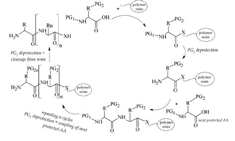 Scheme Of Solid Phase Peptide Synthesis Spps Pg1temporary