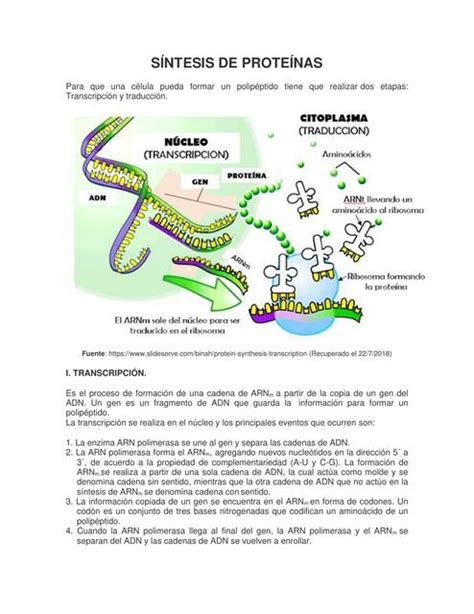 Guía Sintesis De Proteinas De Transcripción Y Traducción Tracy Denisse Jara Huaranga Udocz