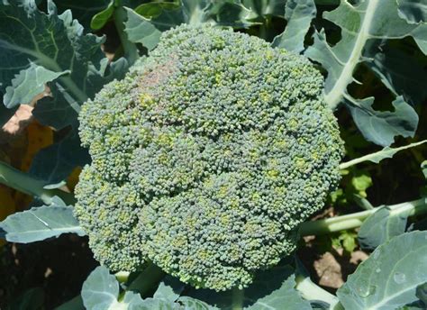 Large Head Of A Broccoli Stock Photo Image Of Large 188854472