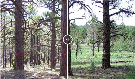 Kaibab National Forest Before And After Ecological Restoration Institute